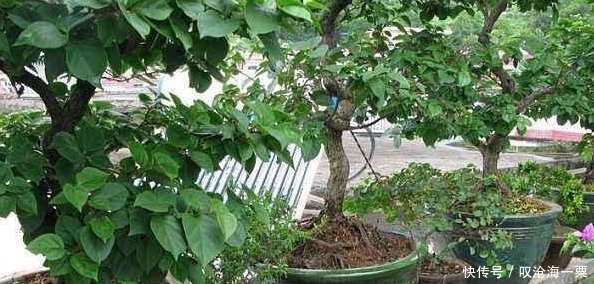 「花儿」夏天养三角梅,只用一招,黄叶没了,绿叶蹭蹭长,花儿开爆盆