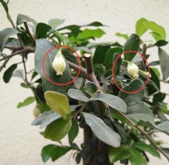  「金弹子开始开花」金弹子进入花期，想提高坐果率，养护工作要重视