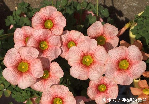 #懒人#阳台养几盆“懒人”花,个个花枝招展,一个月不浇水,也能猛开花