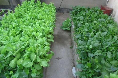  [悠闲]她在楼顶养花种菜，再喂喂鸡，日子过得悠闲又自在！