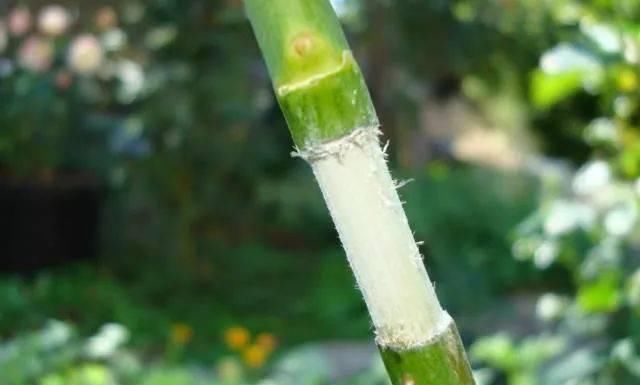  剥皮的部分：学会用压条繁殖植物，就感觉播种和扦插植物弱爆了，你喜欢哪种？
