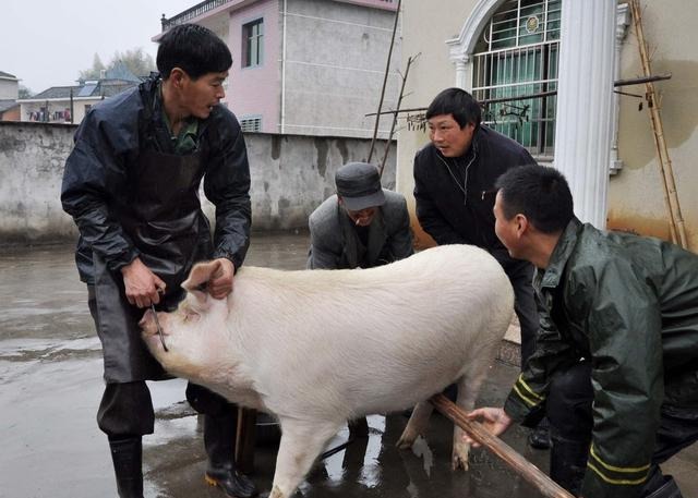  [养殖户]养猪难，散养户未来的出路在哪里？