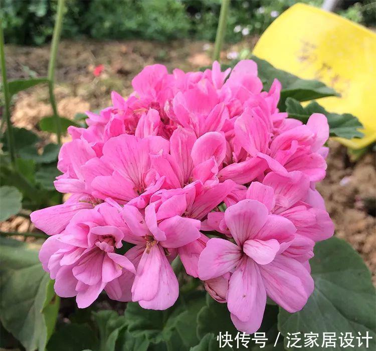 每种■110种天竺葵,每种都超美,看看你认识多少种?