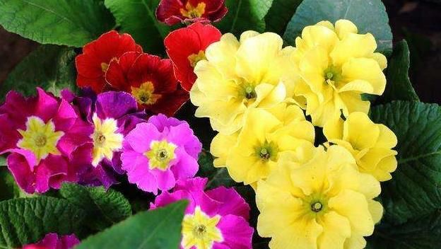  【不见】报春花盆栽得了斑点病和黄叶病，学会这四个办法，黄叶病斑都不见