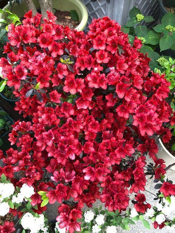  「养护杜鹃花」小院的杜鹃花开了，花园一角真漂亮，杜鹃花养护，分享一下