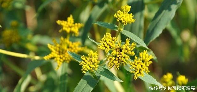 这种植物原产于南美，随进口粮食偷偷进入我国，目前已泛滥成灾