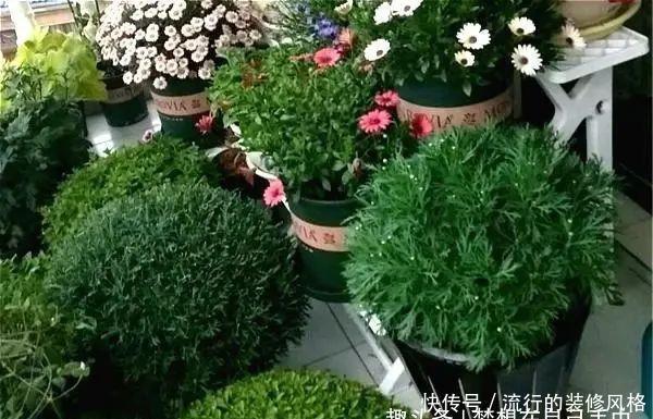 『剪枝』4种盆栽花,“剪枝越狠”开花越容易爆,家里有的话现在就剪
