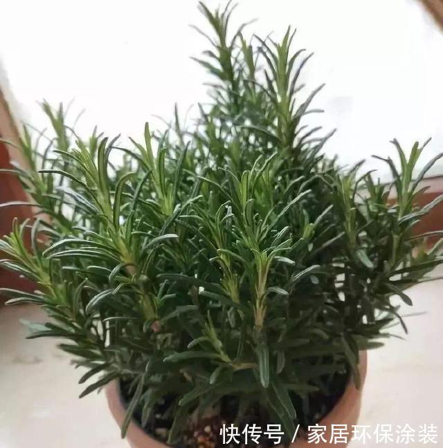 「室内」室内养3种“芳香植物”,叶子香、开花香喷喷,空气清新,睡眠好