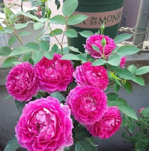  红色：喜欢菊花，就养盆“乒乓菊系列”红色乒乓菊，似红灯笼，娇巧迷人