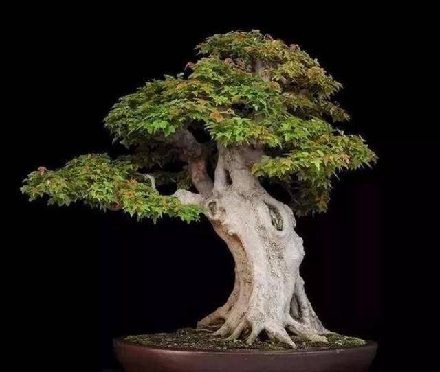  【三角枫】三角枫盆景肥水管理做好这几点，枝繁叶绿