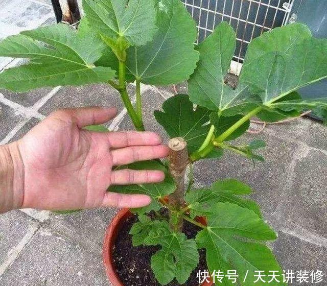  新芽：扦插几盆无花果，半个月生根，长出新芽来，明年能结十几斤