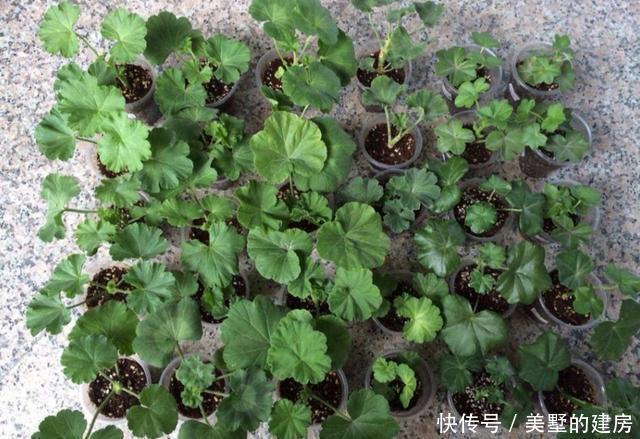 漂亮|养6种花,扦插真简单,不用生根粉也能快速生根成活