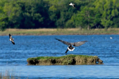 『摄影师』野生动物摄影师捕捉到,一头野猪被一只巨大鹰爪带走的瞬间