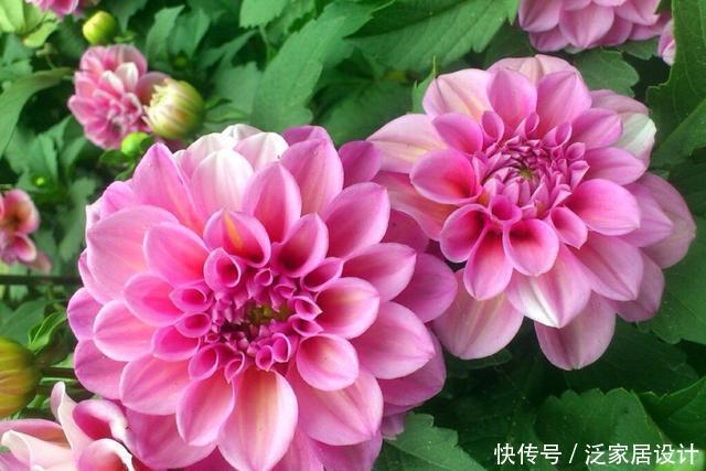【艳丽】养花就养盆好养的,开花艳丽招人喜欢,爆盆非常简单,适合新手养