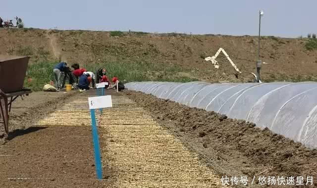 袁隆平又有大动作！