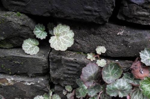  「适合」1种耐阴盆栽，俗称“虎耳草”，适合养在室内，来看怎么养
