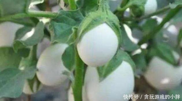 果实:阳台种植蔬菜首选白蛋茄,好看又美味,邻居见了表示羡慕!