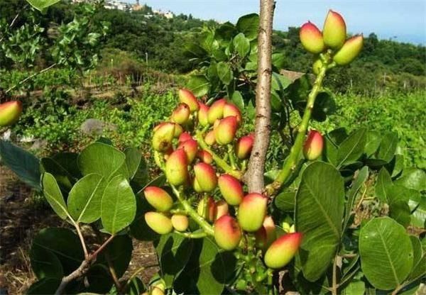  【村民】价格很高不愁卖，一斤70多块钱，村民却不爱种，看完明