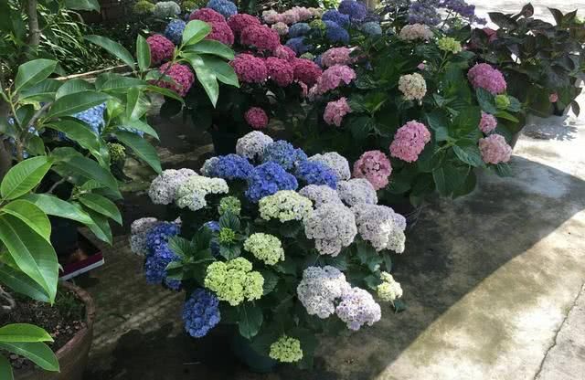拳头■今年绣球还能开花吗?别做3件事,才能开出拳头花