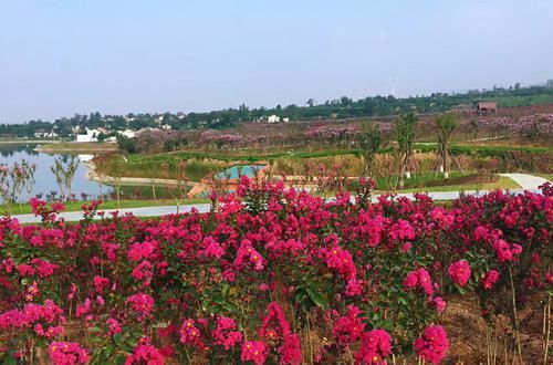  『时间』紫薇盆景什么时候修剪好？对的时间修剪对的枝条，枝壮叶茂开花美