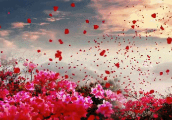 寻一片落英处，赴一场樱花约！