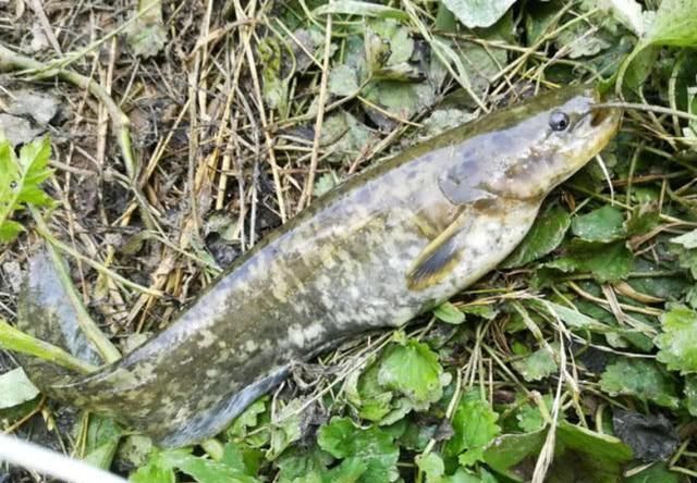  [钓友]春天为啥一定要钓鲫鱼呢？不妨试试钓鲶鱼，比钓鲫鱼简单多了