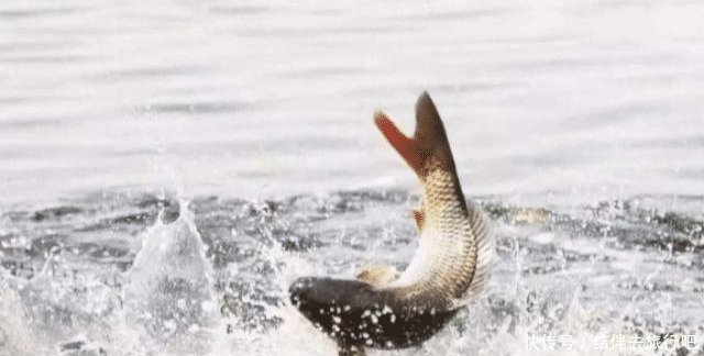  「道理」为什么黄河泥沙那么多，鱼还又大又肥网友一句话阐明道