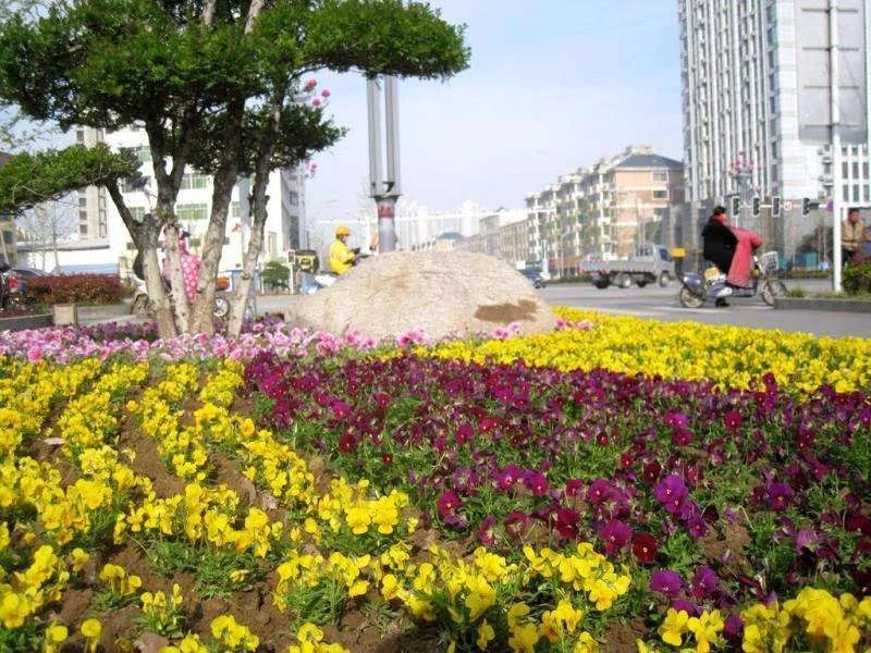  【簇拥】菏泽：鲜花簇拥牡丹城