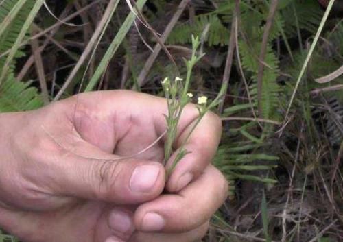  「值钱」矮小的“1种绿草”，在山沟里生长，少有人看见，珍贵、还值钱