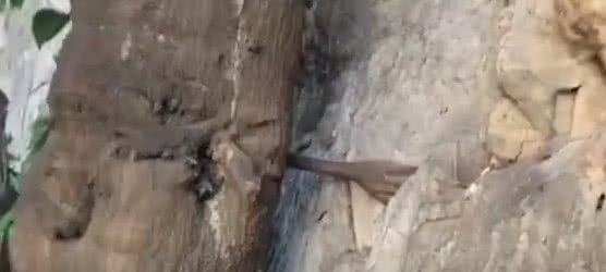 千年菩提树腰竟上长出一只手，扒住悬崖峭壁，引无数僧人朝拜