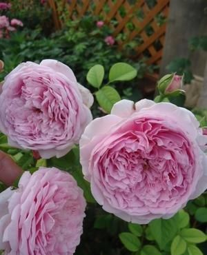  [品种]养护红花，就要选择好花卉品种，花朵层层叠叠，饱满芳菲艳丽