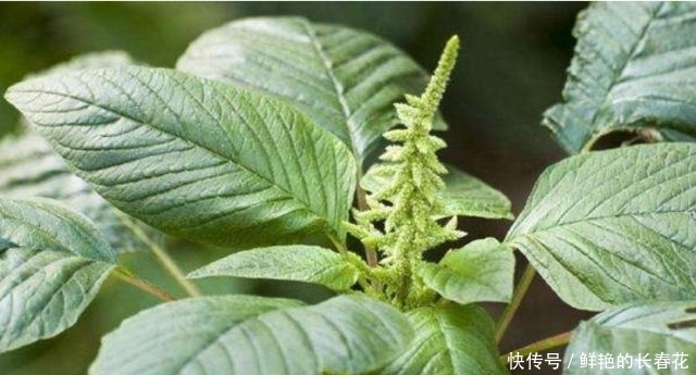 『蔬菜』农村4种“野菜”,以前没人爱,如今成高档蔬菜,想吃得花钱买