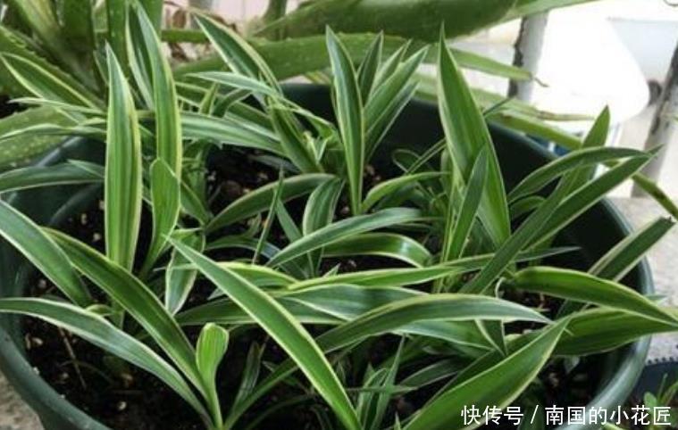  [长寿花]“4种花”很好养，栽土里就活，给点阳光就灿烂，花开满盆！