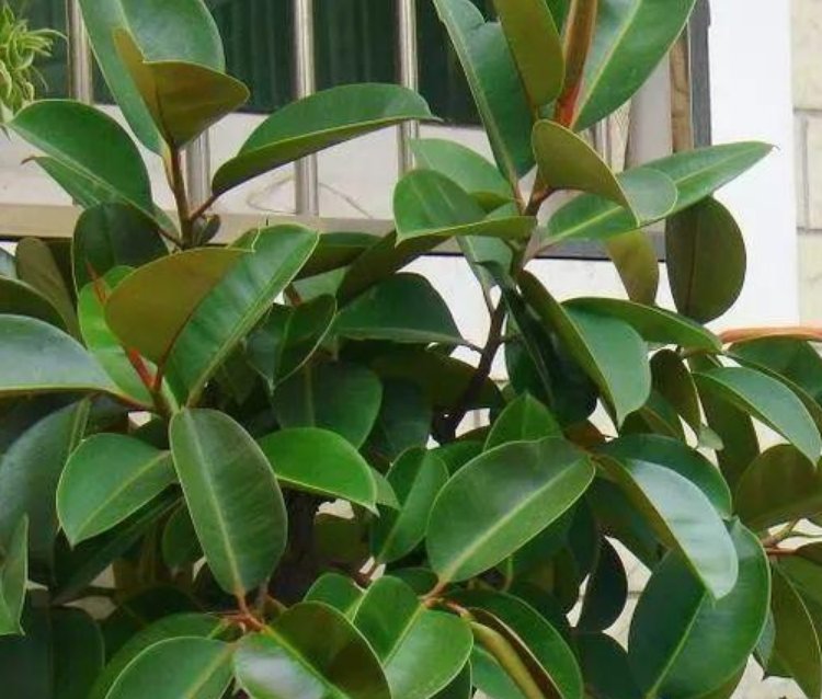  开出漂亮■4种花耐旱的“懒人花” 一月不浇水 反而长得更茂盛了