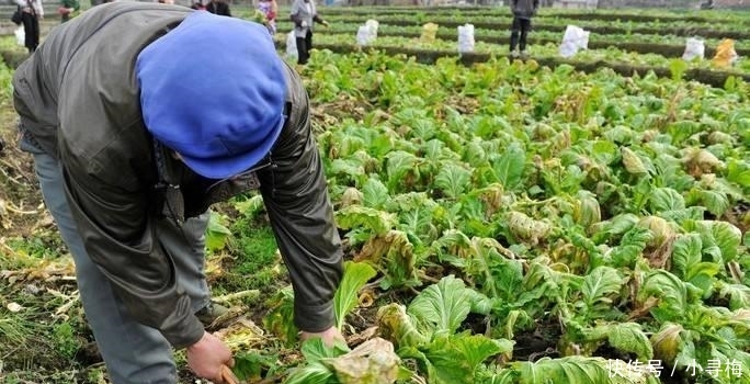 中国榨菜大王: 平均每月进账1个多亿, 最贵的榨菜卖到2200元的天