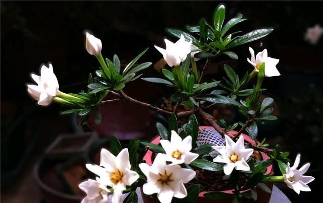 栀子花|栀子花养护技巧,学会这三招,轻轻松松爆满盆