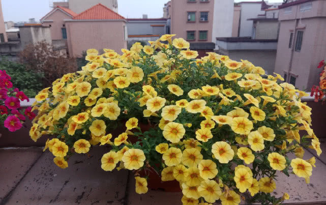  [种植]最容易开“爆盆”的花，花期几个月，花色清新种植起来非常容易！