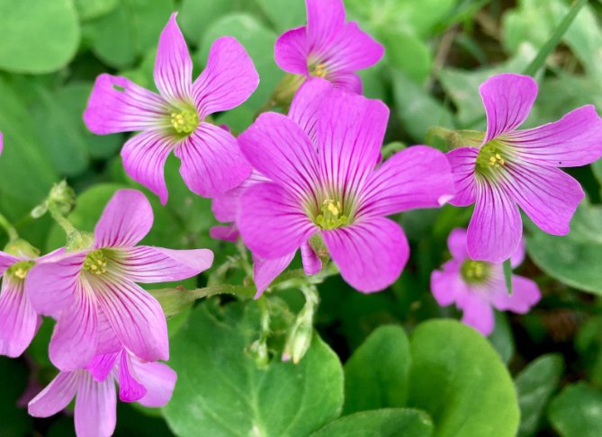 『开花』此5种花朵最适合放在阳台,沾土即活,非常容易爆盆,枝繁叶茂