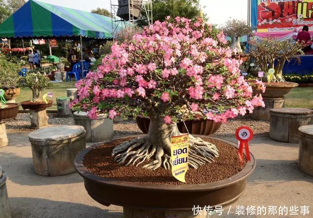  热越■3种花不怕热，现在养几盆，三伏天也能呼呼开，越热越起劲！