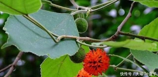  『砖缝』这植物名叫构树，繁殖能力超强，石头缝、砖缝都能长，令人讨厌