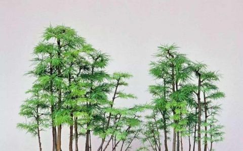 丛林式盆景造型要注意这4点,造出的景才会细致生动