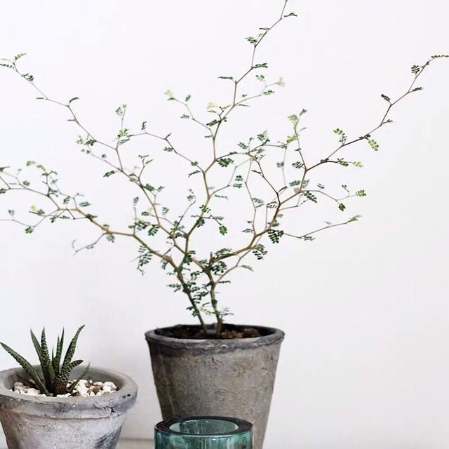 「蕨类植物」聪明人爱养的耐阴花,高贵不俗气,叶子长得跟油画似的