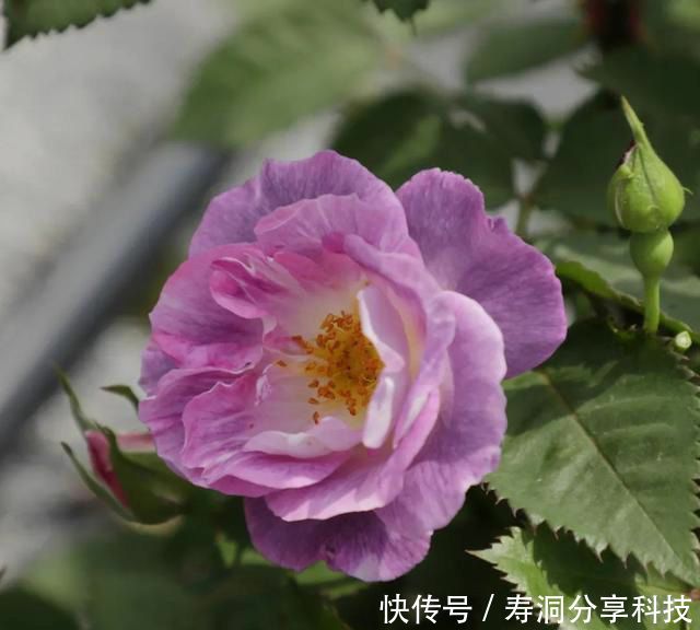  「品种」梦幻悠长，无法抗拒，月季的那抹蓝紫色美得清凉又高级！