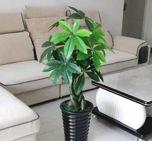  #向植株叶片#盆栽发财树，叶片四季翠绿，要如何管理呢？