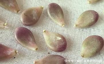  [盆栽]怎么养殖多肉盆栽长得快？3个小常识，让它比控水长得更好