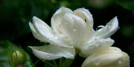  『栀子花』茉莉、栀子花期延长，开花不断的小秘诀