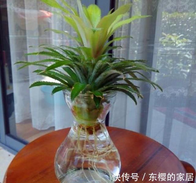 水培|吃剩下的菠萝头别扔,拿来水培当盆栽,好看极了