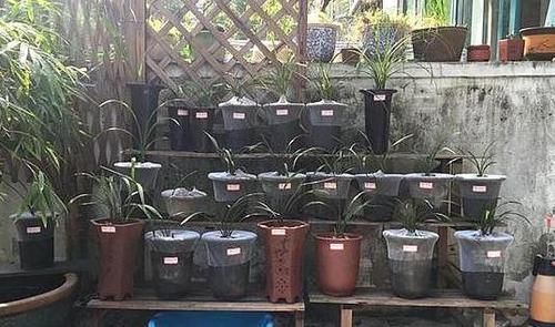  [新芽]给兰花叶面喷水，这几点做好，不烂心，新芽不断长，开花特别多