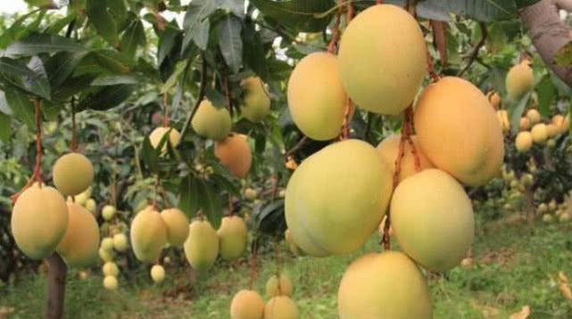  『拥有』在家也能种“芒果”，简单好栽种，结果量大，味道好，值得拥有！