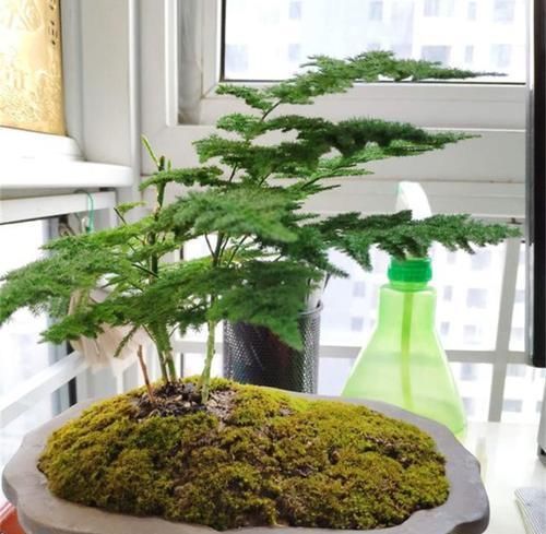  『客厅』1种植物，吸废气、杀细菌，养在客厅里，家人健康，比绿萝强